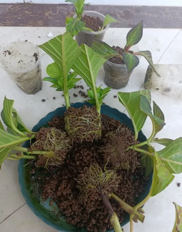 大量的进行, 干燥