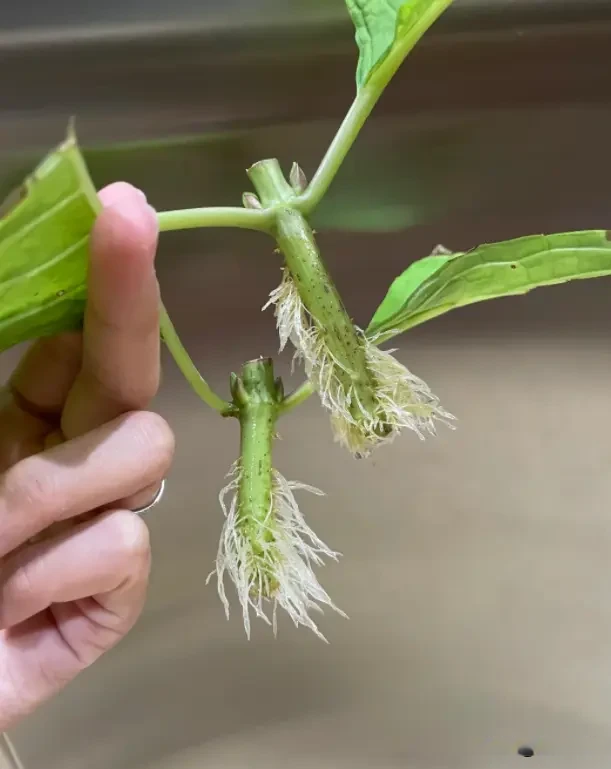 段芽点, 需要扦插到