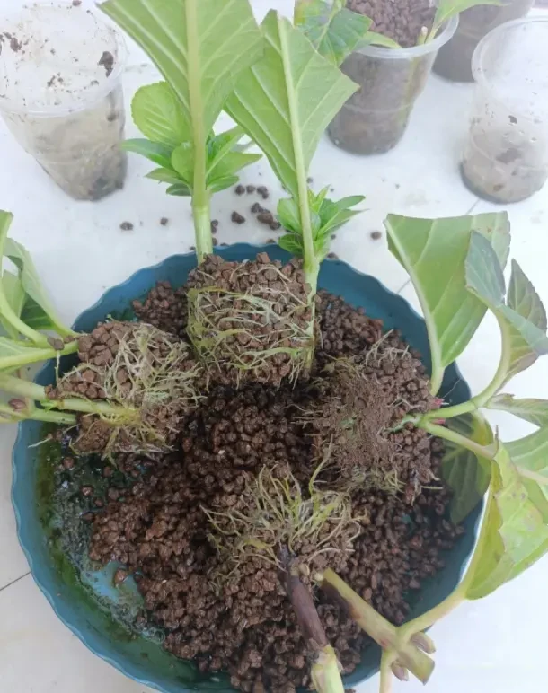 容易长出新, 一点枝条