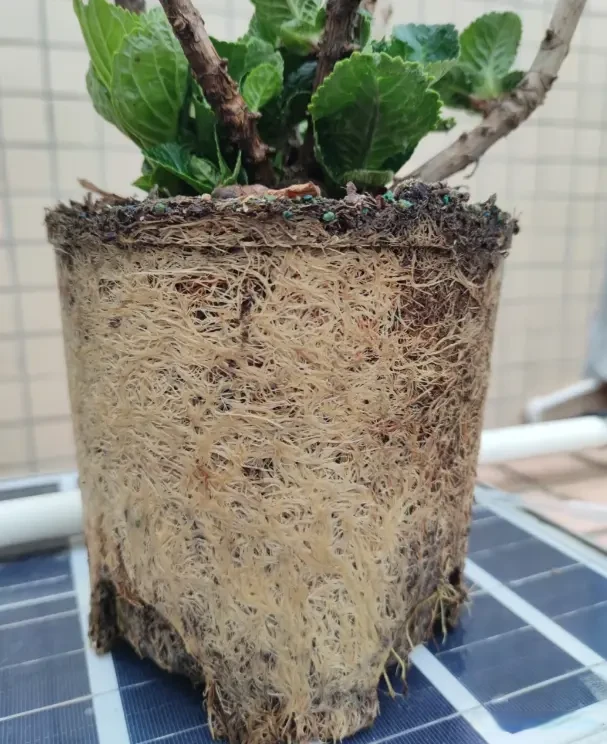 yid, 行养护即可, 厘米长的叶