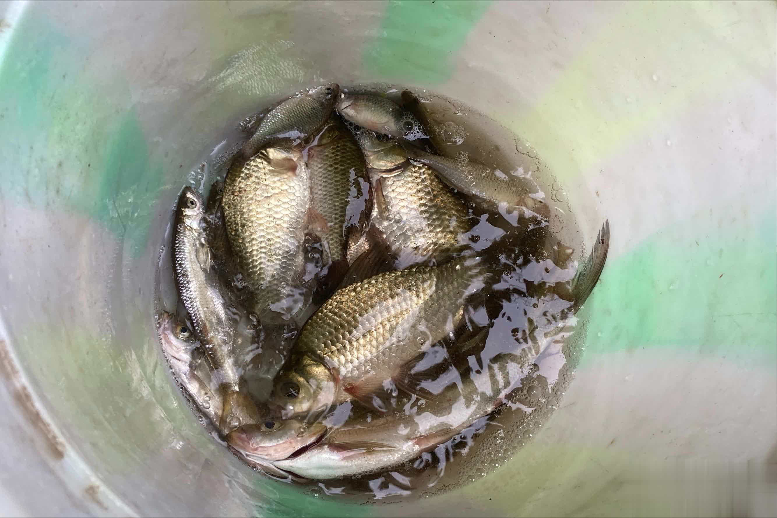 鱼还在扑腾 鱼还在扑腾